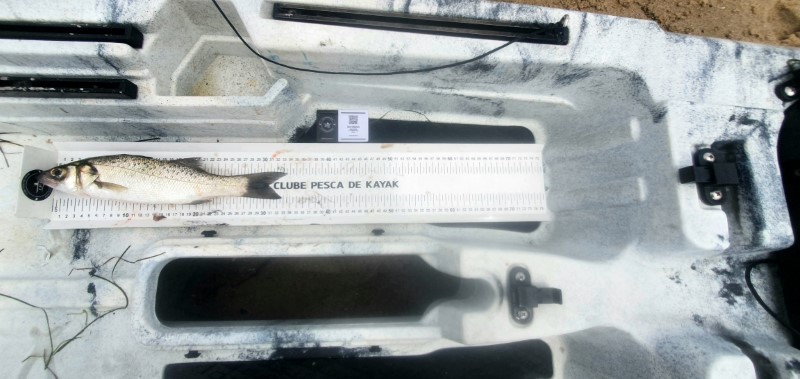 Fish Measure Picture