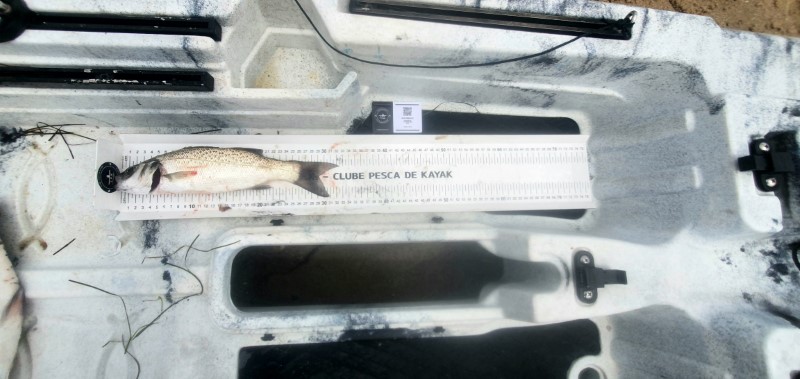 Fish Measure Picture