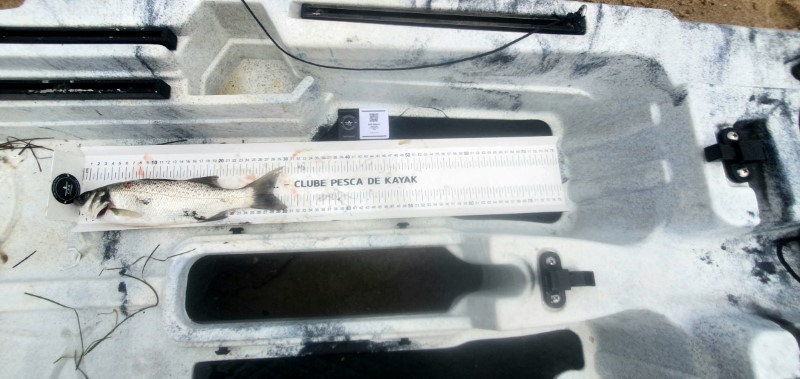 Fish Measure Picture
