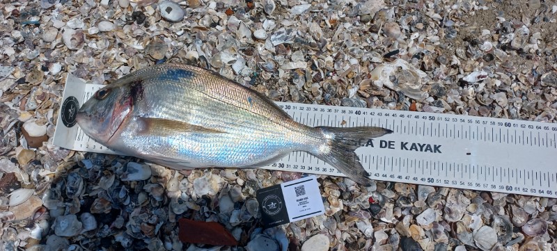 Fish Measure Picture
