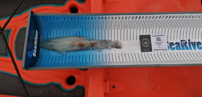Fish Measure Picture