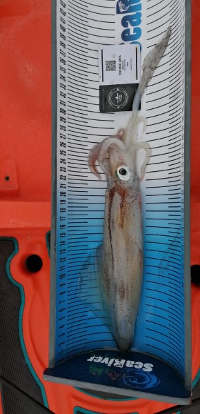 Fish Measure Picture