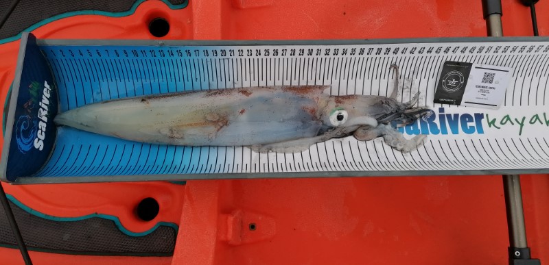 Fish Measure Picture