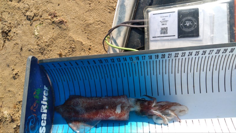 Fish Measure Picture