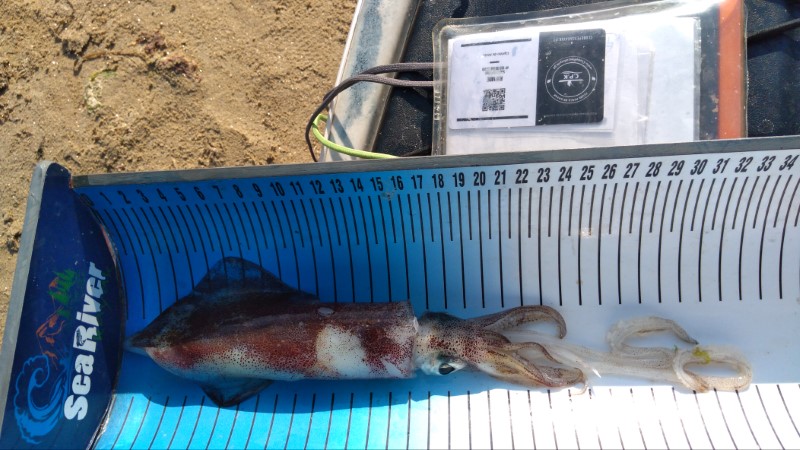 Fish Measure Picture