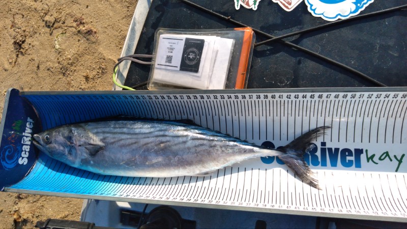 Fish Measure Picture