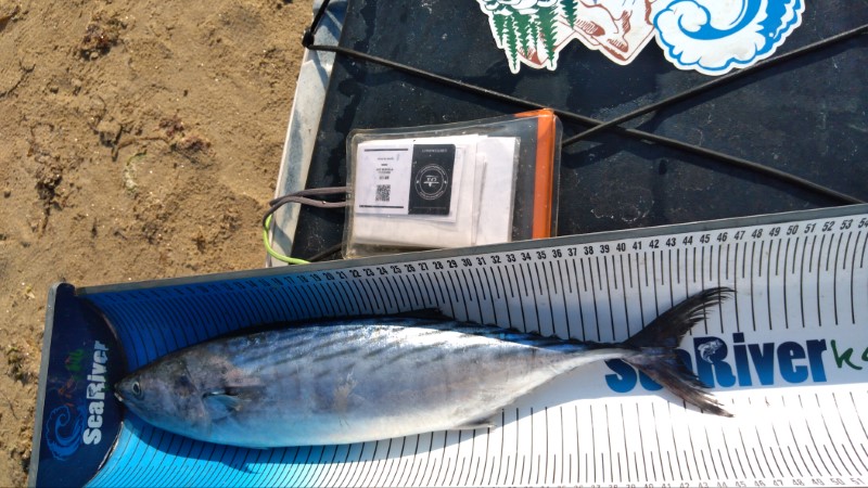 Fish Measure Picture
