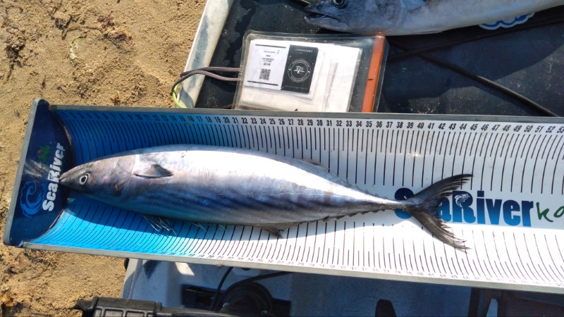 Fish Measure Picture