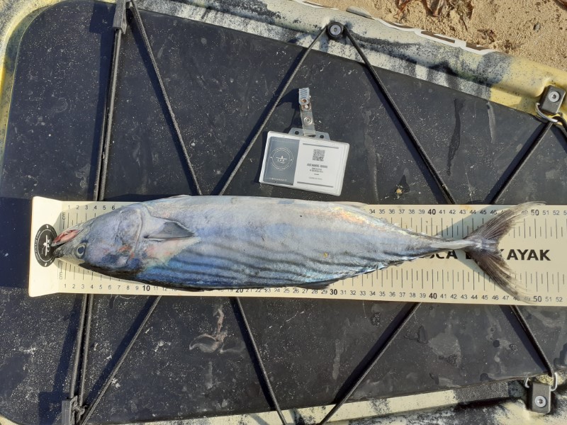 Fish Measure Picture