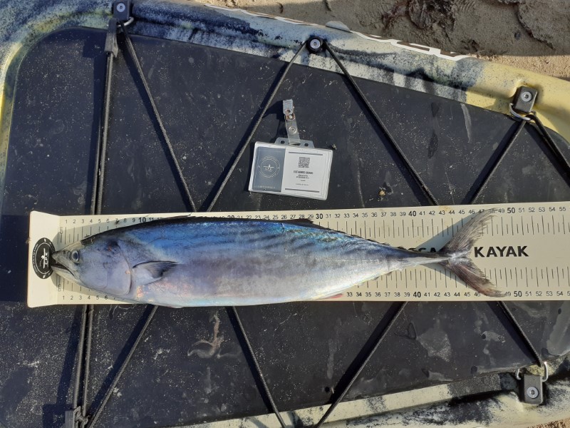 Fish Measure Picture
