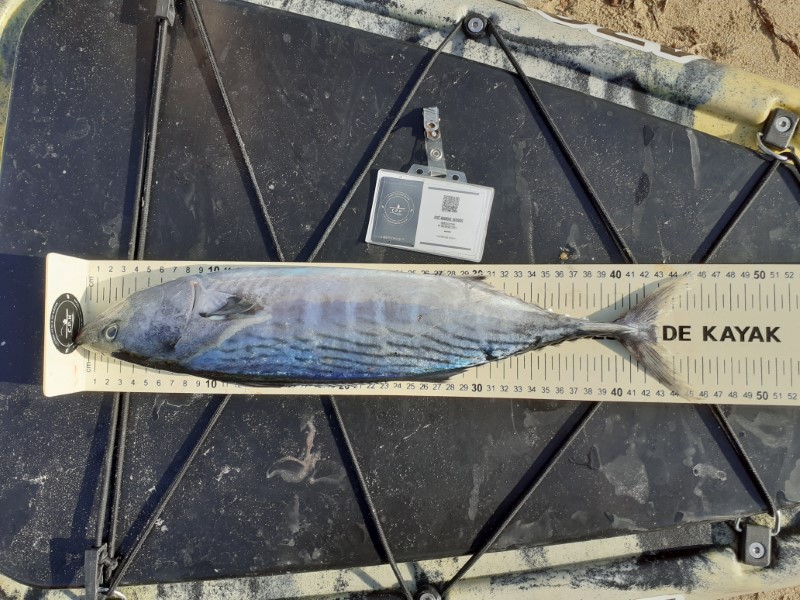 Fish Measure Picture