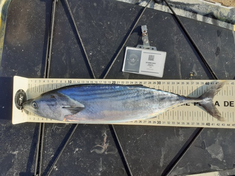 Fish Measure Picture