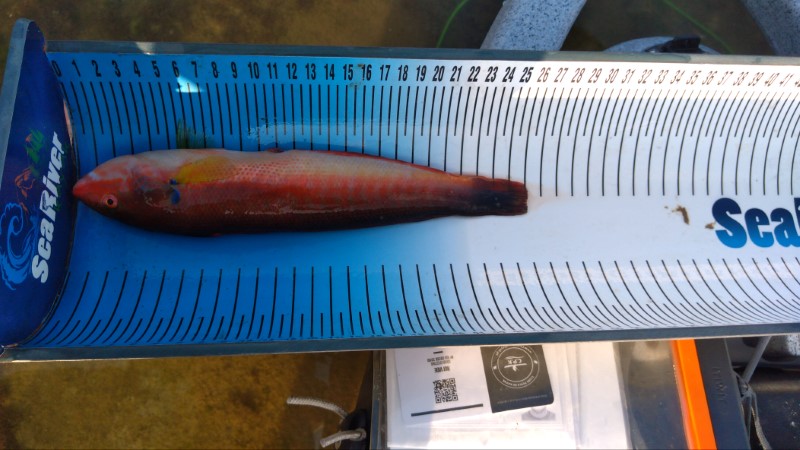 Fish Measure Picture