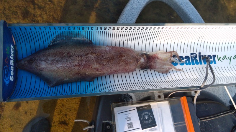 Fish Measure Picture