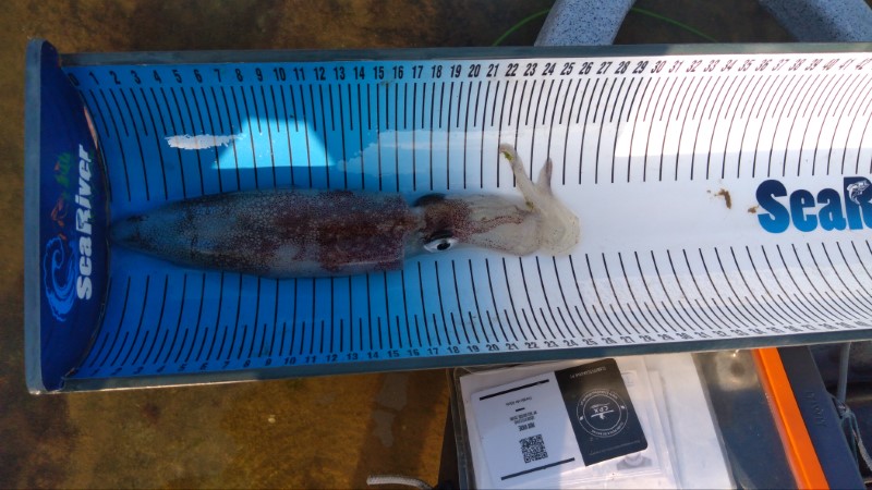 Fish Measure Picture