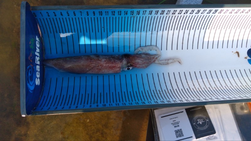Fish Measure Picture
