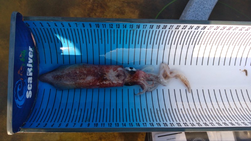 Fish Measure Picture