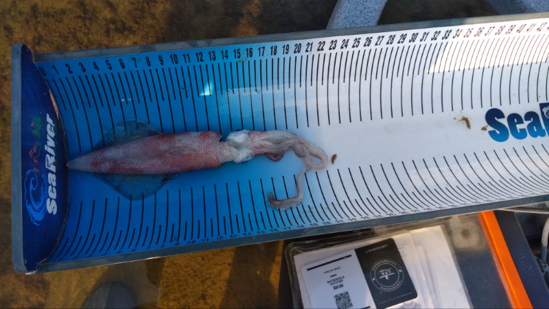 Fish Measure Picture