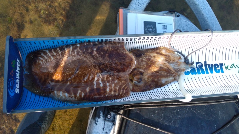 Fish Measure Picture