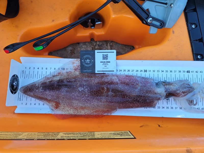 Fish Measure Picture