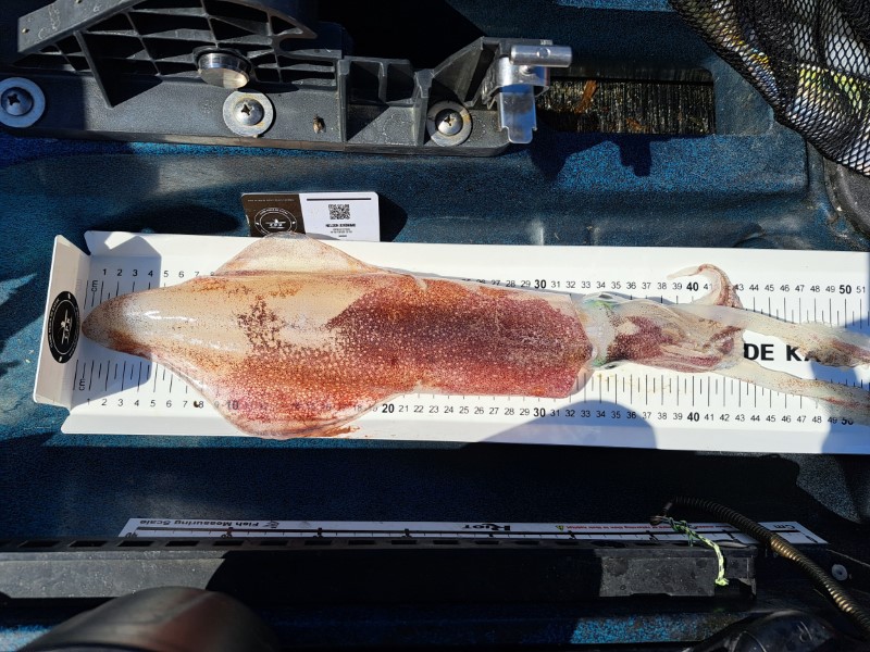 Fish Measure Picture