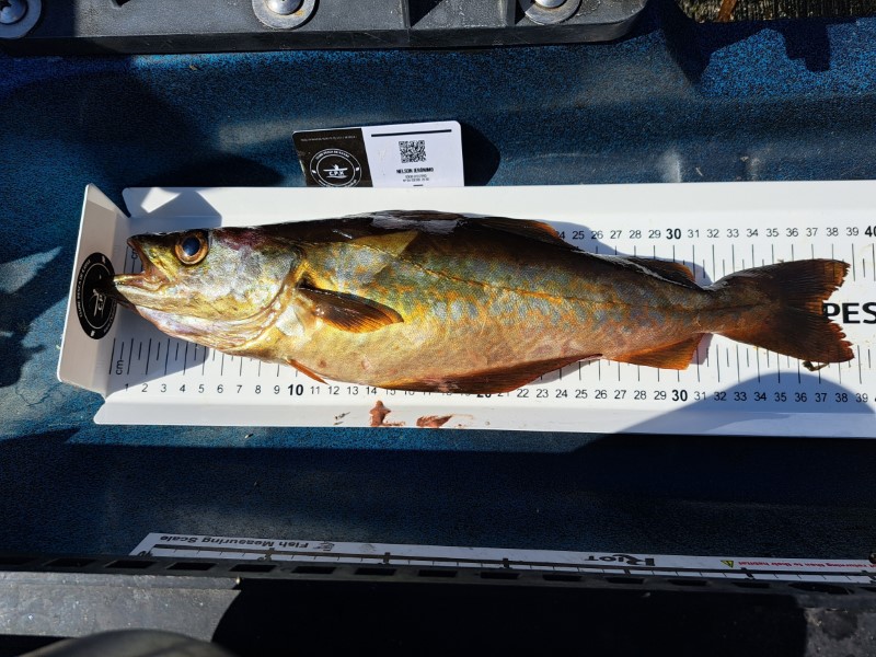 Fish Measure Picture