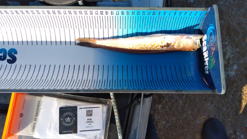 Fish Measure Picture