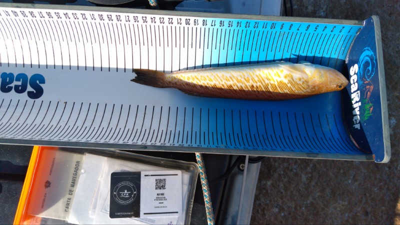 Fish Measure Picture