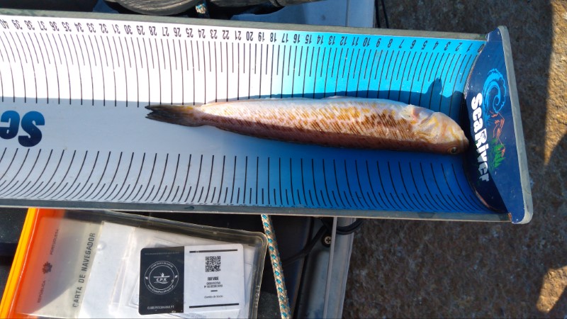Fish Measure Picture