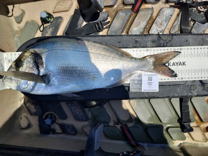 Fish Measure Picture