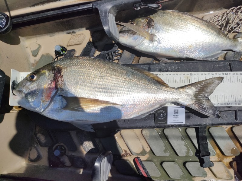 Fish Measure Picture