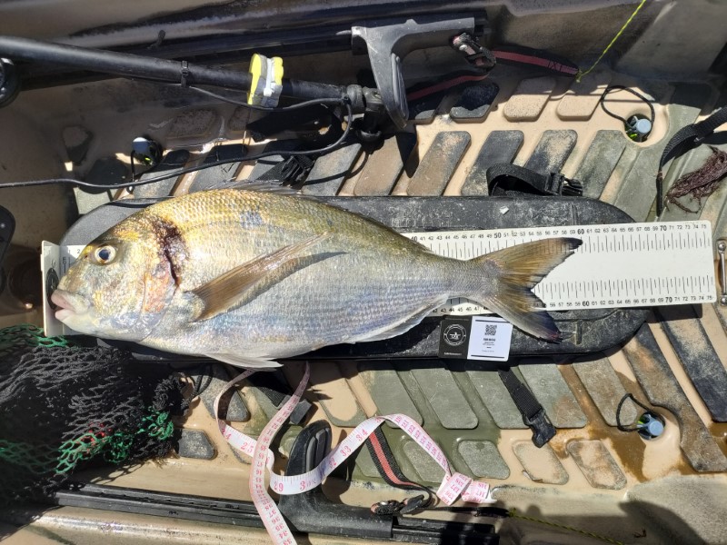 Fish Measure Picture