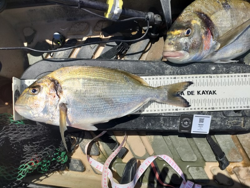Fish Measure Picture