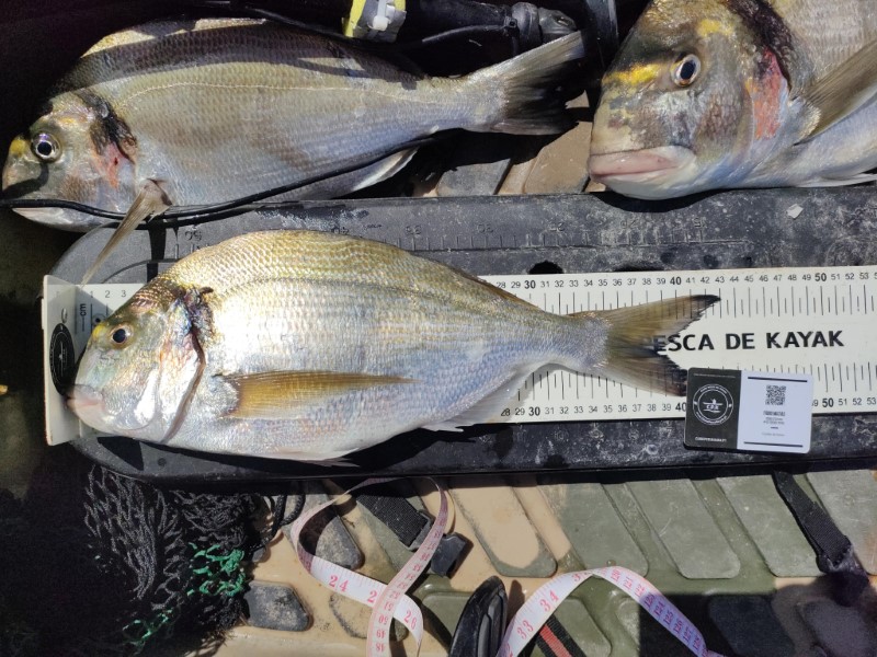 Fish Measure Picture