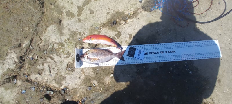 Fish Measure Picture