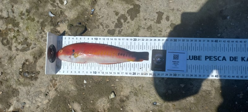 Fish Measure Picture