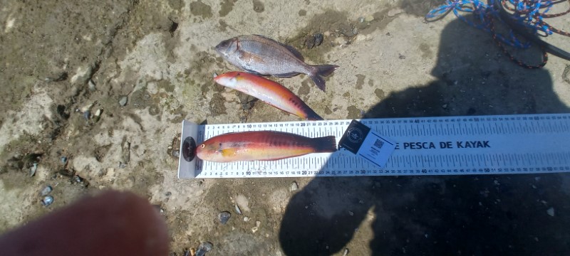 Fish Measure Picture