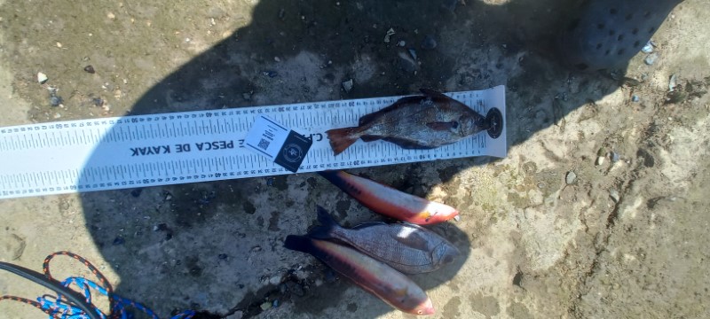 Fish Measure Picture