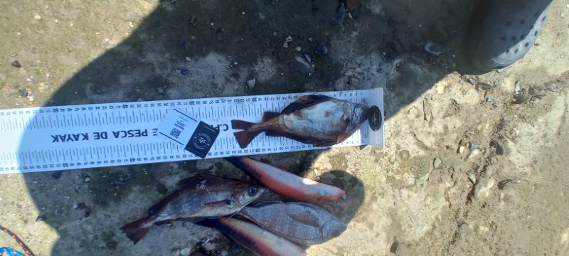 Fish Measure Picture