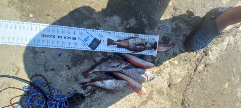 Fish Measure Picture