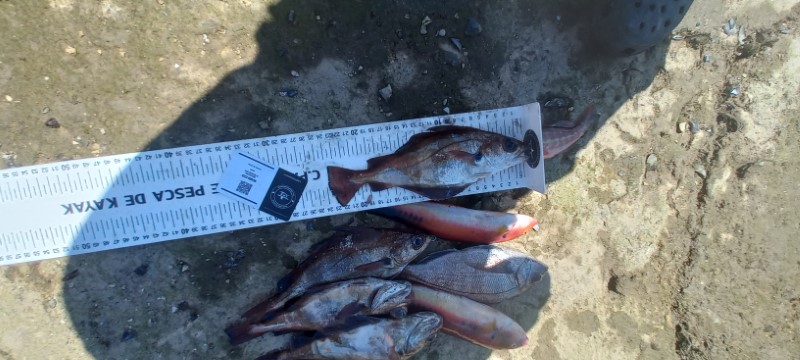Fish Measure Picture