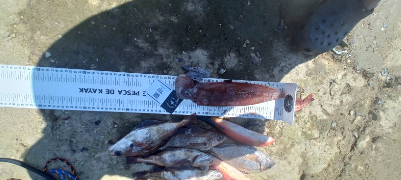Fish Measure Picture