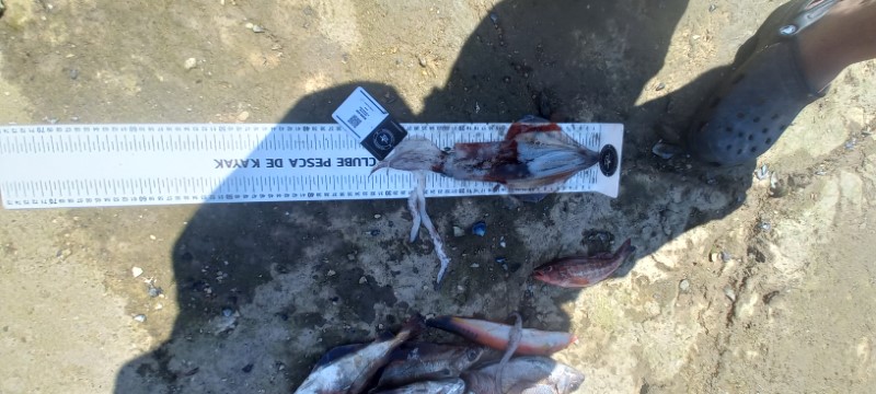 Fish Measure Picture