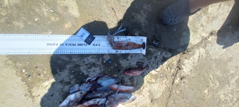 Fish Measure Picture