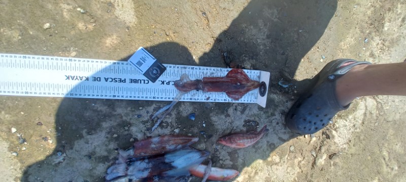 Fish Measure Picture