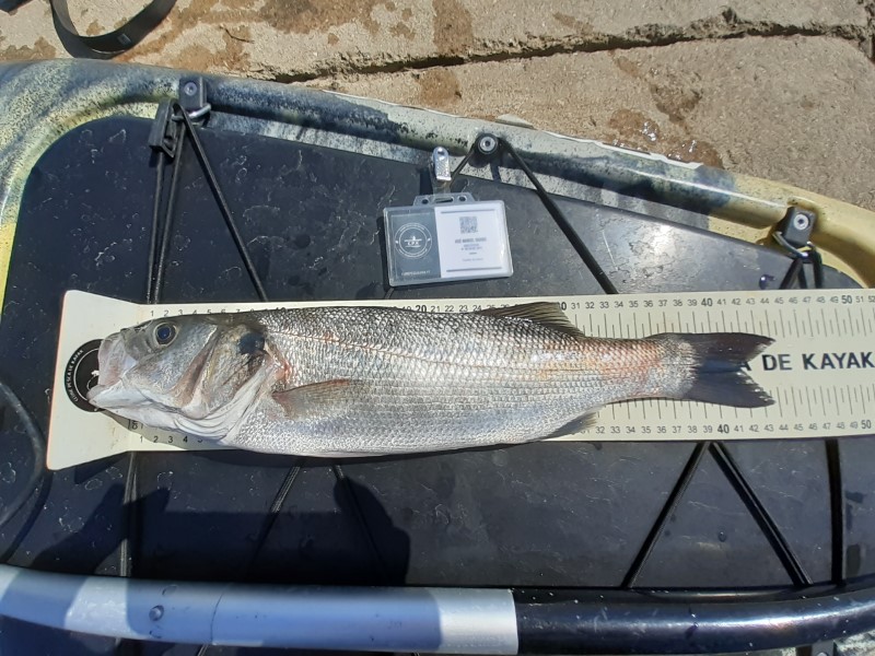 Fish Measure Picture
