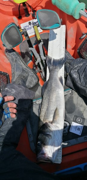 Fish Measure Picture