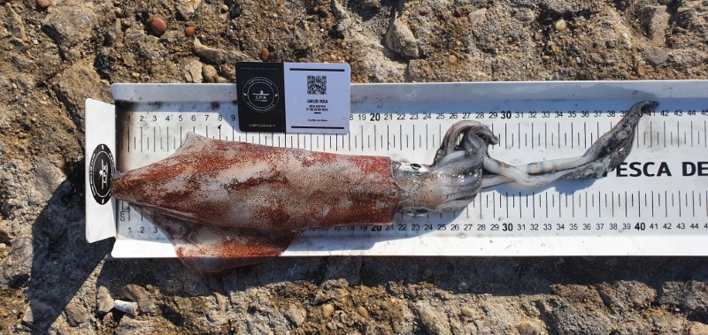 Fish Measure Picture