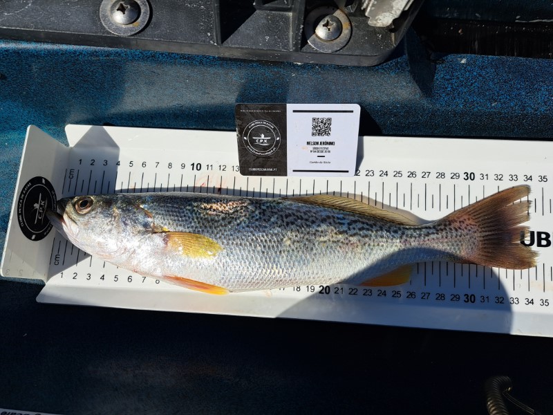 Fish Measure Picture