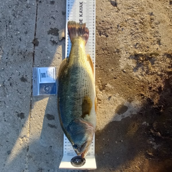 Fish Measure Picture